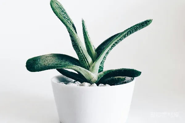 高清摄影 白色罐子配绿色植物