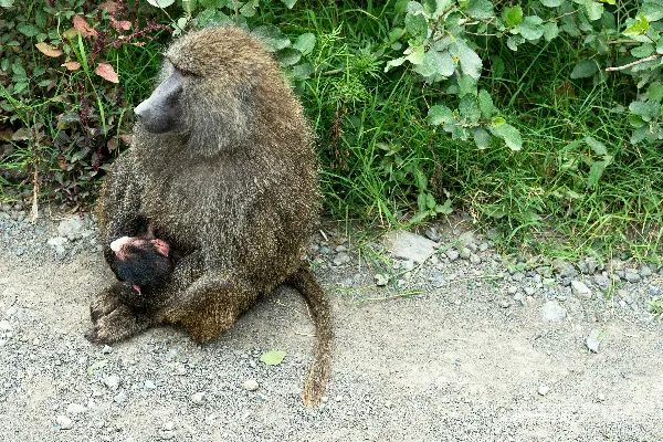高清摄影 一只狒狒妈妈抱着她的幼崽。