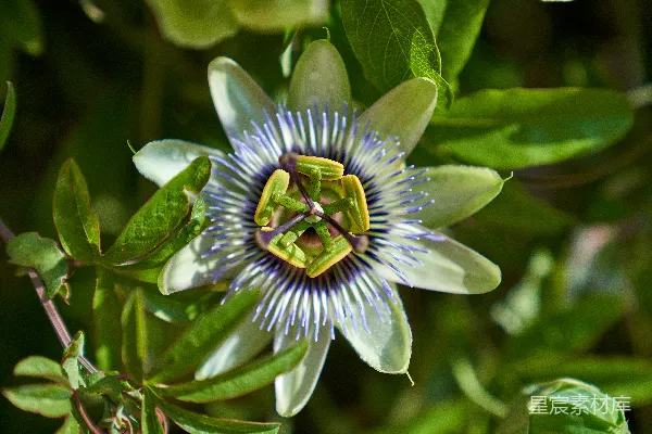 树上一朵花的特写