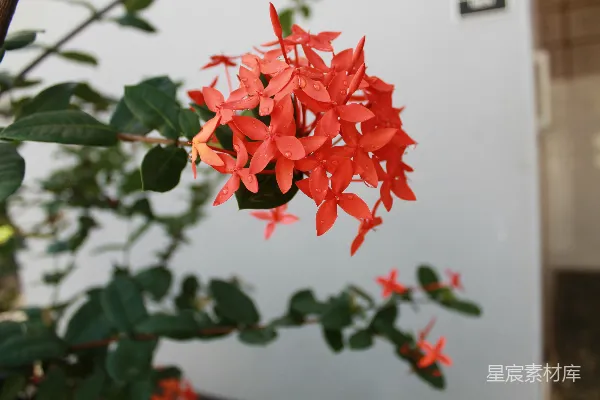 高清摄影 在阳光下，红九重葛花开得非常美丽。