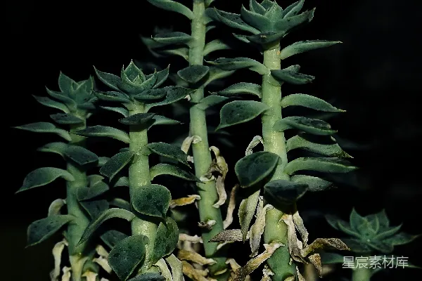 高清摄影 一株绿叶植物的特写照片