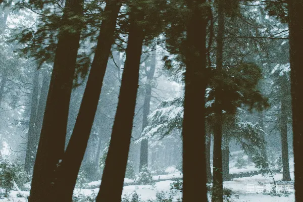 高清摄影 雪林中的高大松树笼罩着薄雾。