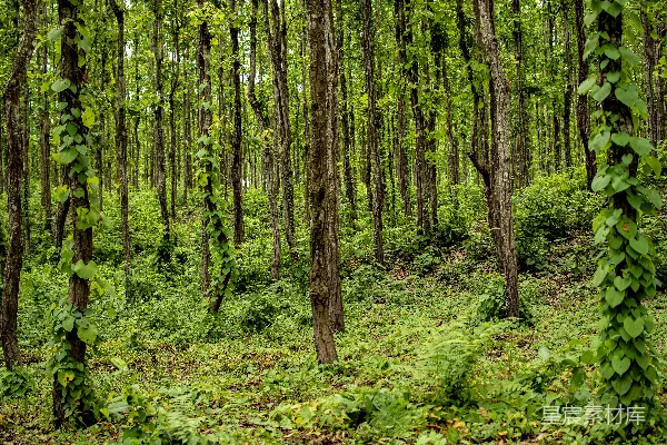 高清摄影 绿色的草地和棕色的树木