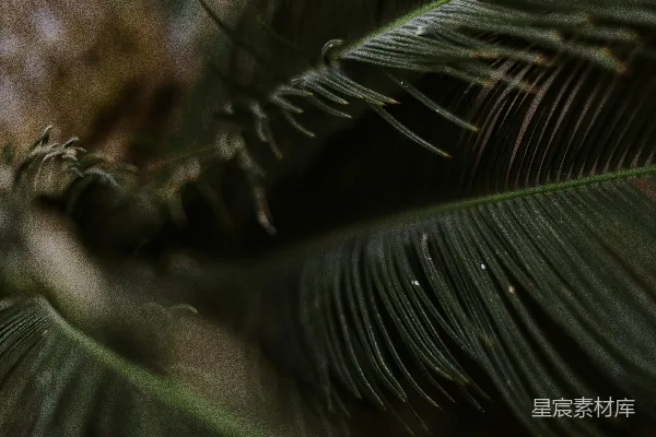高清摄影 一张棕榈叶的特写，背景模糊不清。