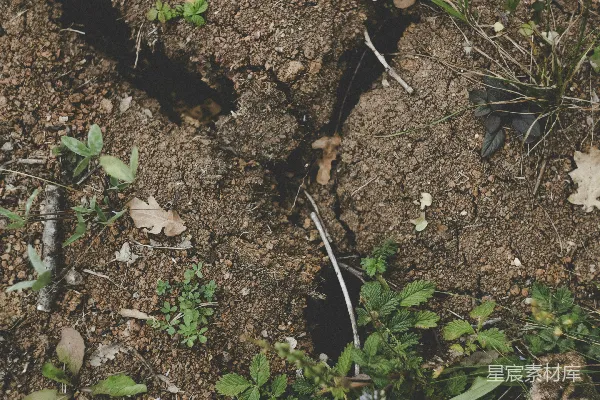 高清摄影 绿色植物在棕色土壤上