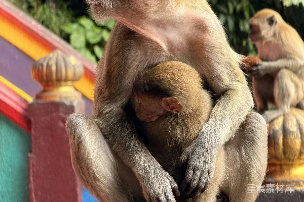 高清摄影 猴子妈妈抱着她的幼仔，另一只猴子在后面。