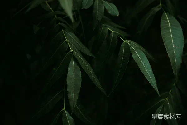 高清摄影 近距离拍摄的绿叶