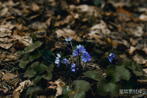 高清摄影 选择性聚焦拍摄的蓝色花瓣花朵