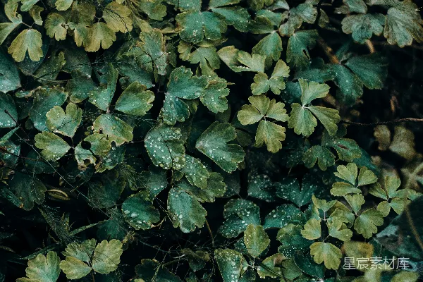 高清摄影 绿色叶植物