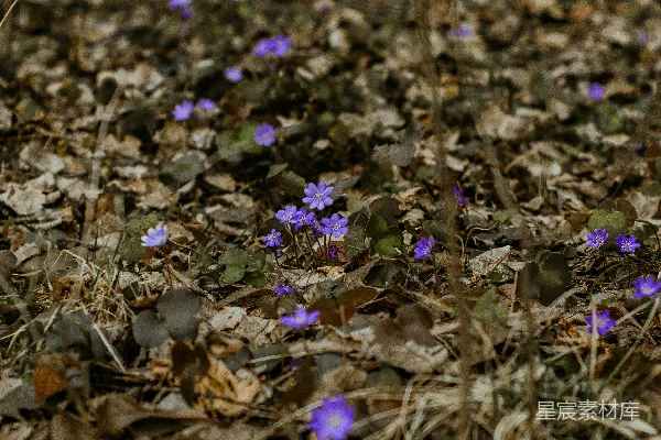 高清摄影 紫色的花