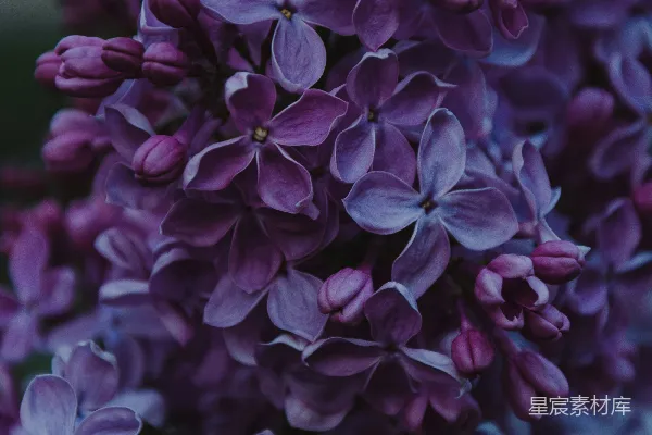高清摄影 浅景深的蓝花照片