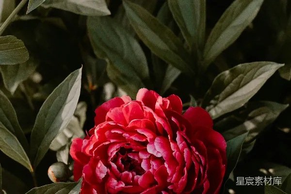 高清摄影 绿叶红花的植物