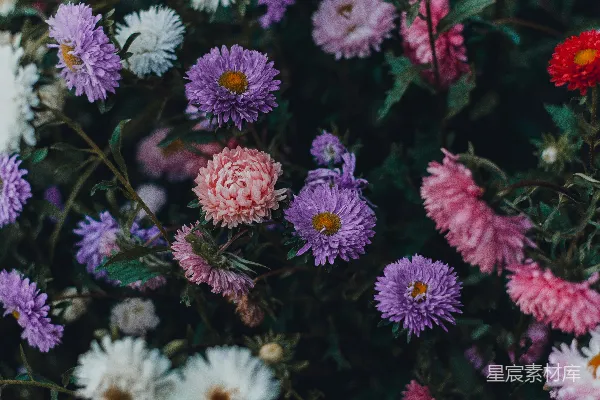 高清摄影 色彩缤纷的花卉特写摄影