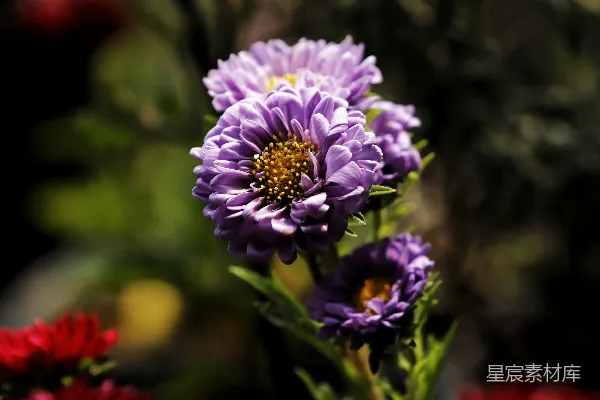 紫色雏菊花蕊为黄色的花朵绽放