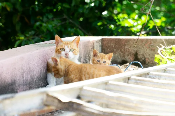 高清摄影 三只家猫站在户外的混凝土平台上。