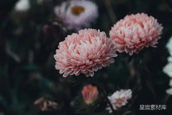 高清摄影 粉红色的菊花