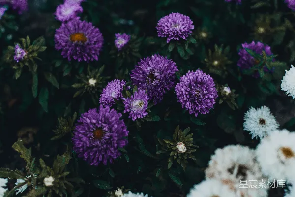 高清摄影 紫色花瓣的花
