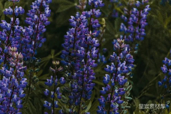 高清摄影 紫色风信子花