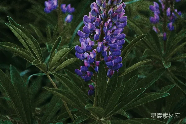 高清摄影 紫红色花瓣的景深摄影