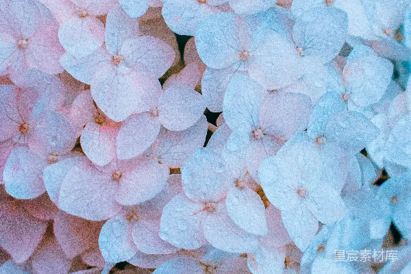 高清摄影 粉色和白色花瓣的花