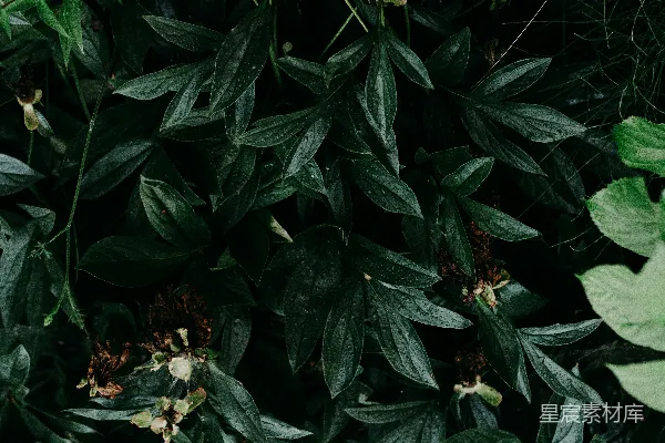 高清摄影 绿色植物的特写照片