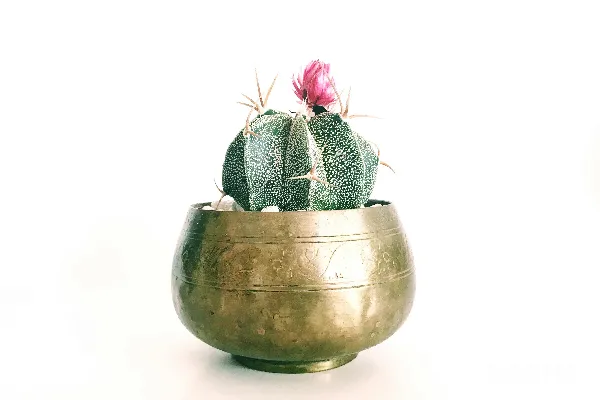高清摄影 粉色花瓣的仙人掌植物，放置在铜色花盆中