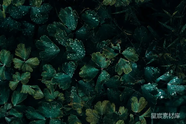 高清摄影 绿色叶子的植物