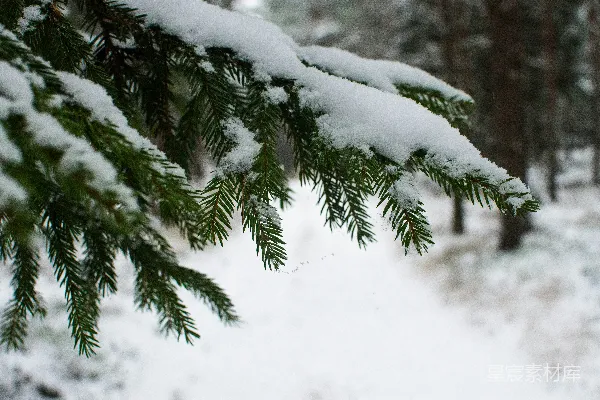 覆盖着白雪的树木