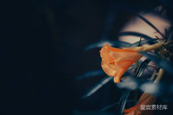 一朵花的特写镜头，背景模糊。