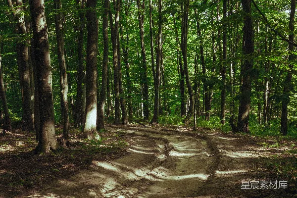 森林中一条泥泞的小径
