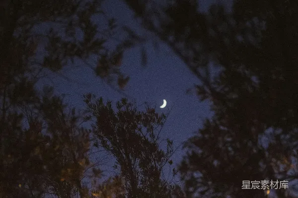 夜幕下月亮挂在剪影般的树梢之上。