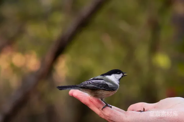 手中握着一只小鸟的人