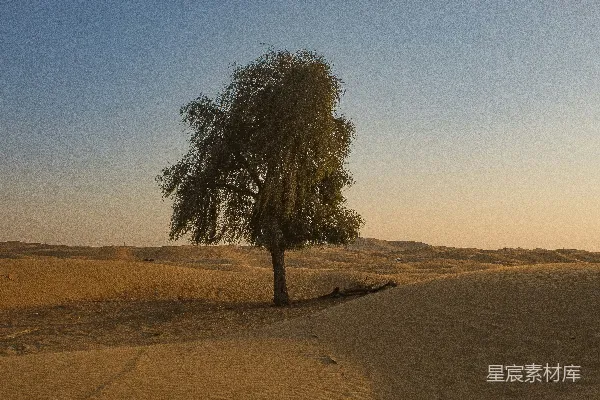 沙漠中一棵孤独的树