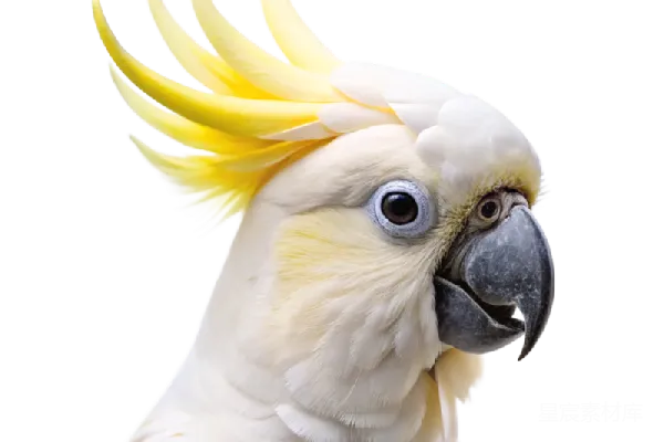 金刚鹦鹉
