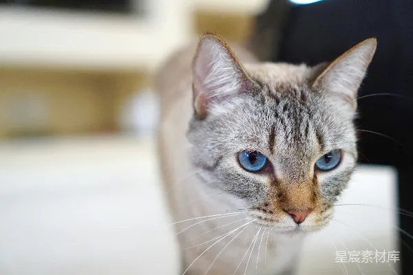 浅焦拍摄银色孟加拉猫