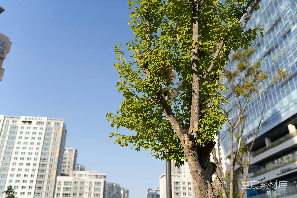 高清摄影 一棵树在城市中央，背景中有高楼大厦。