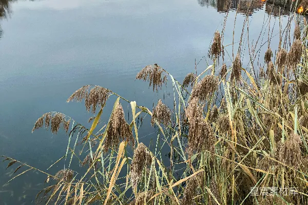 高清摄影 白天水面上的棕色草地