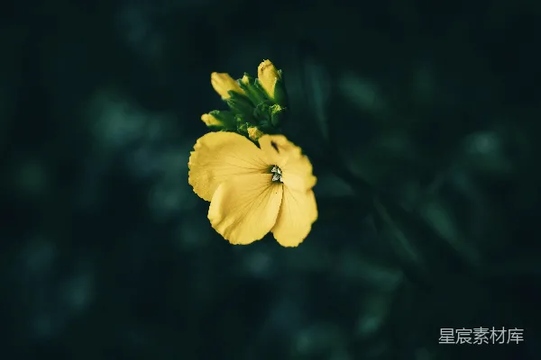 一朵黄色的花茎是绿色的