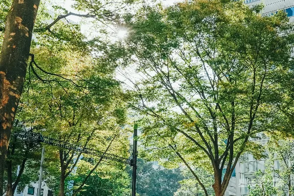 高清摄影 一条城市街道，前景中有树木和灌木丛。