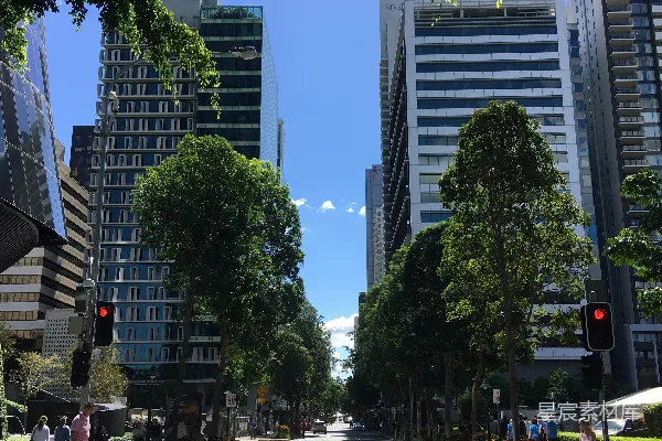 高清摄影 白天树木旁的灰色混凝土建筑