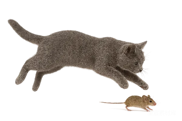 猫