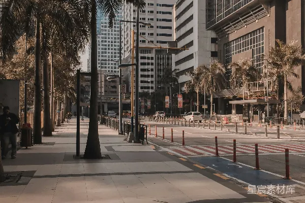 高清摄影 城市中央的棕榈树