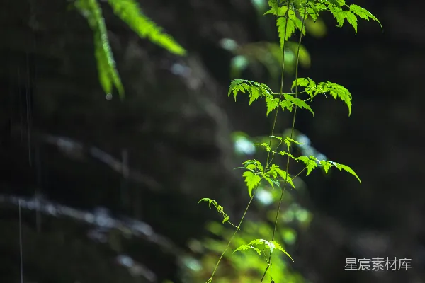 高清摄影 鲜艳的绿藤攀附在一块暗淡潮湿的岩石表面。