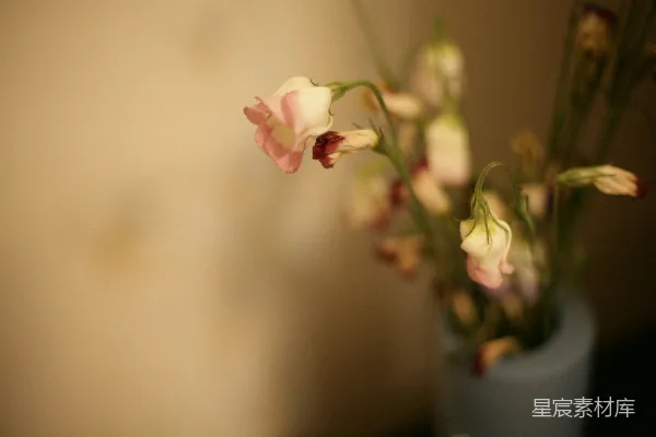 淡粉色的花朵置于柔和背景的一只花瓶中。