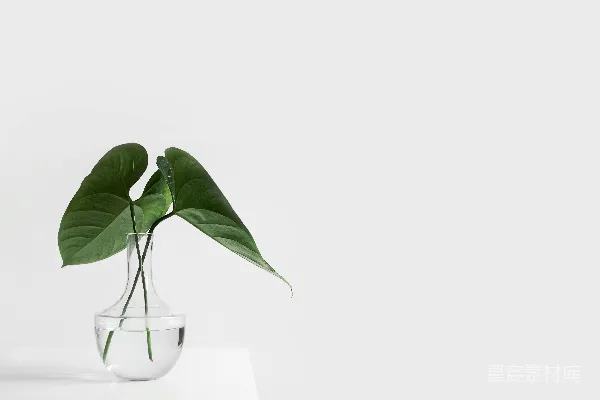 绿叶植物置于透明玻璃花瓶中，水养。