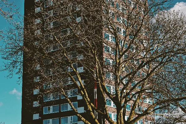 高清摄影 白天，棕灰色混凝土建筑旁的光秃秃的树。