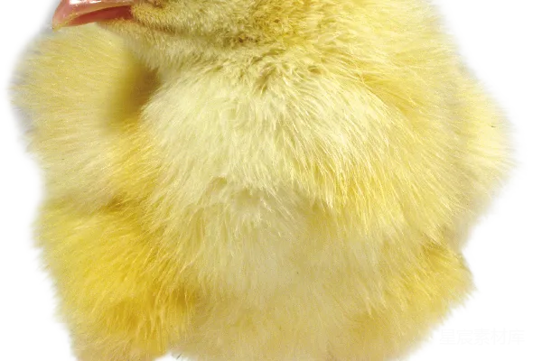 鸡