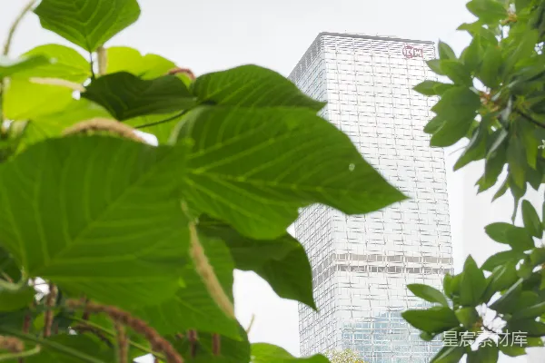 高清摄影 绿色叶子的植物