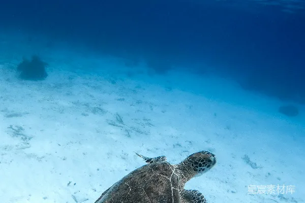 黑褐色海turtle在水中