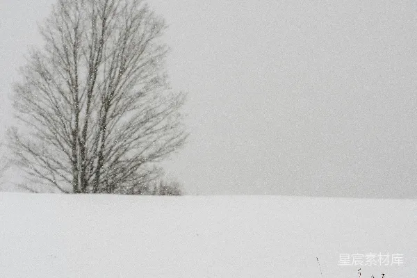 雪地里一棵孤树